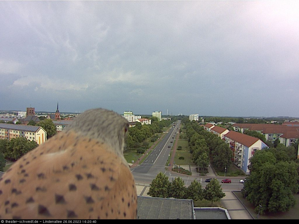 Vogel (hinzugefügt von Man am 26.06.2023)